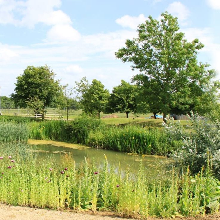 our pond and green space at Hanslope Park offices